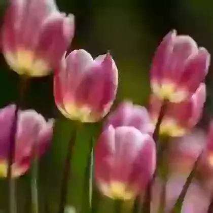 Tulips